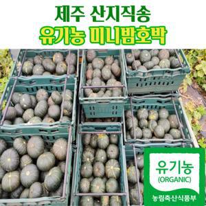 국내산 제주 유기농 미니밤호박 3kg 5kg 10kg 보우짱 제주도단호박 유기농단호박