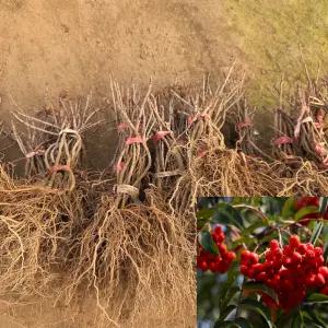 마가목나무 (실생1년생) 마가목묘목 특용수 약용수