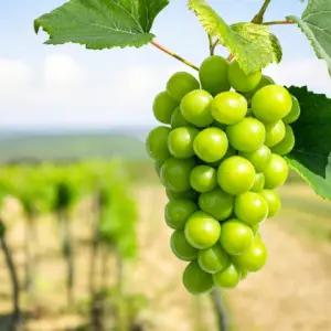 씨없는 포도 샤인머스캣 망고포도 2kg 4수