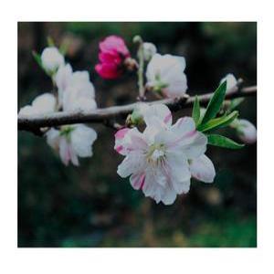 도화꽃나무  3가지의 색상의 꽃을 피우는 삼색도화 3년차 분묘(개화주)