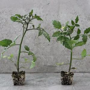 [장보리]완숙토마토 모종 키우기 10주 미니텃밭