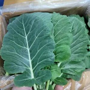 케일 쌈케일 2kg 발품장터