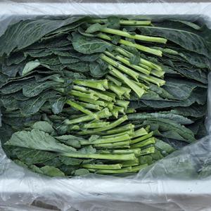 슈퍼푸드 케일 1kg 2kg 국내산 즙용 쌈용 케일쌈 산지발송