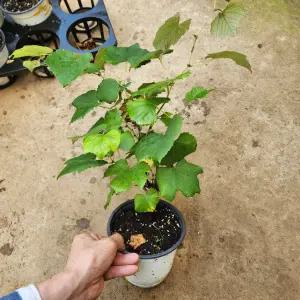 포도나무 묘목 캠벨 5치포트 나무언니