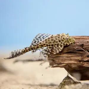 나나아쿠아 열대어 나비비파 1마리 청소고기