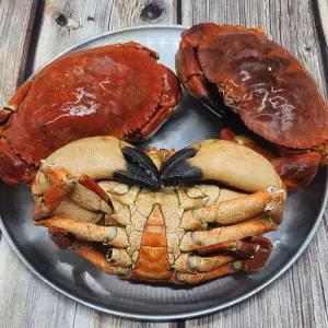 자숙 브라운 크랩 던지니스 크랩 1미 1kg