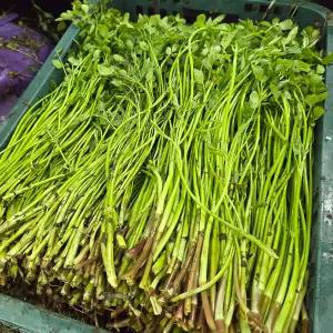 향긋한 청도 미나리 4kg 청도 한제미나리 생미나리 봄 미나리 생채 봄나물 가을나물 햇미나리 반찬거리