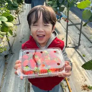 [양산] 하나 딸기수확체험(+반려견 동반 전용하우스 완비)/부산딸기체험/아이와함께/주말농장/부산주말나들이/부경맘/부울맘/