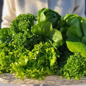 유러피안 샐러드 야채 4종 모듬쌈채소 로메인 상추