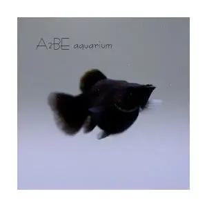 [에이투비]블랙 풍선 몰리 / 3 - 4cm전후 / 1마리