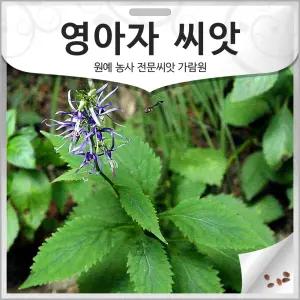 영아자 씨앗 영아지씨 종자 산미나리 미나리싹 300~400알