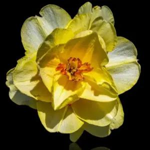 제주 향 수선화 금잔옥 구근 · 4구 · 향기 좋은 봄개화 수선화 (FC)