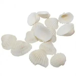 뚝딱 소라류 조개껍질 500g 약200개 만들기 교구 재료