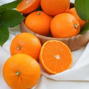 제주 새콤달콤 천혜향 5kg 10kg [랜덤과]