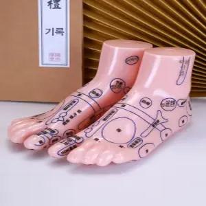 모형 지압표 마네킹 교습 인체 발마사지 발반사구 점혈