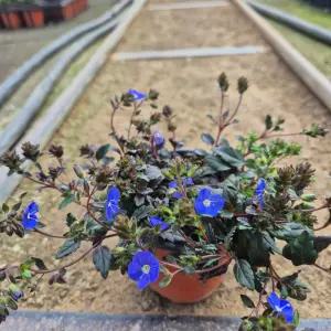 베로니카 조지아블루 야생화  지피식물 다년생