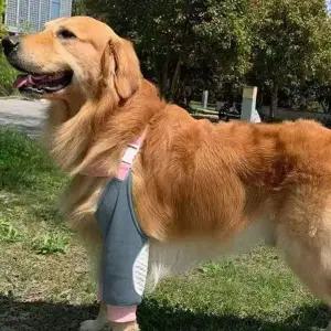 슬개골 보조기 아대 보호대 강아지 밴드 앞다리 팔꿈치 반려견