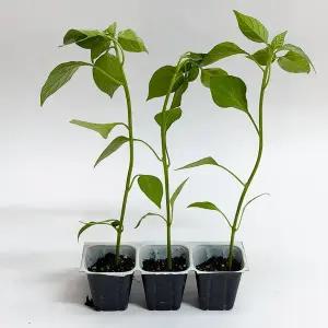 [하라네]고추 모종 고추 키우기 오이고추모종 5개