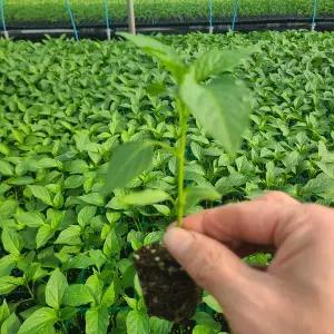 [하라네]고추 모종 고추 키우기 가지고추모종 5개