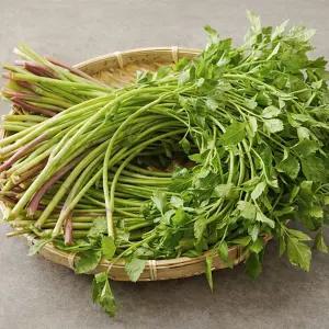 청도 미나리 1kg 제철 생미나리 특품 삼겹살용 가정용 채소