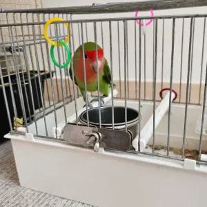 [퍼니메이커]걸이형 스텐 앵무새 모이통 소 앵무새물통 앵무새목욕 앵무새밥그릇 스텐모이통 앵무새모이통