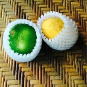 슈에뜨지니 17x7cm 과일망 14x7cm