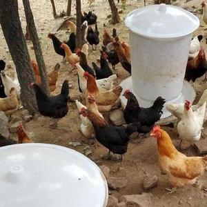 닭사료 자동공급기 오리 고깔 급여기 가림막 거위 먹이통 모델 원격