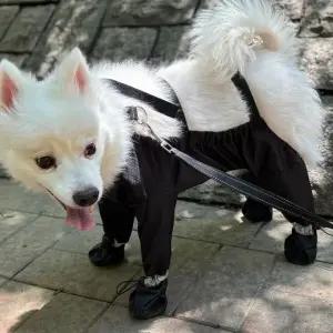 눈 비 오염 방지 발커버 일체형 반려동물 수트 먼지