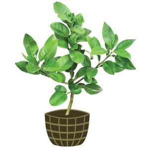 4년생 만백유 묘목 제주도 직발송 자몽의 맛을 느껴요