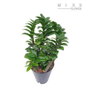 꽃집아가씨 중형 보석금전수 화분지름15cm