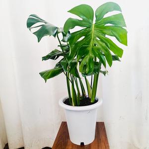 하늘꽃농원 몬스테라 대품 인테리어 식물