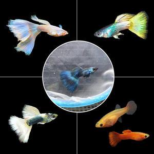 [골드아쿠아]여러가지 구피/ EMB구피/풀레드/파스텔/청소물고기