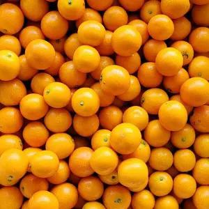 [신선배송] 제철 금귤(낑깡) 2kg