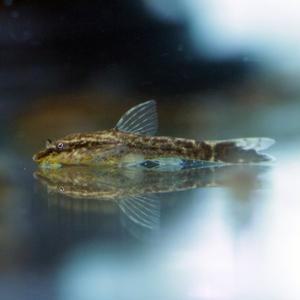 나나아쿠아 열대어 리오네그로 오토싱 1마리