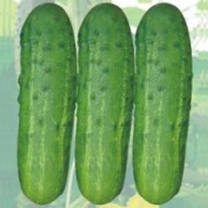 피클오이 오이 스트라이크 씨앗 품종 채소 종자 50립