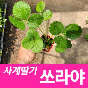 소울라인 사계딸기모종 쏘라야