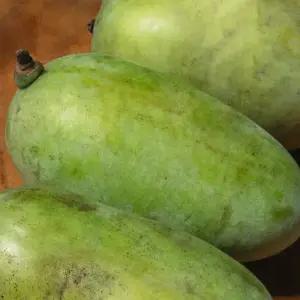 2026 햇 포포나무 열매 1kg 생과 냉과 뽀뽀열매 후숙 열대 이색 약용과일 망고 바나나맛