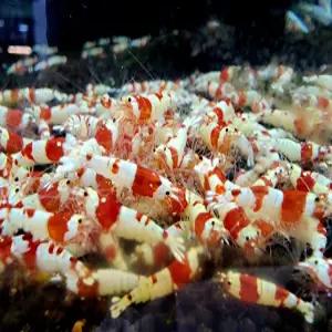 CRS 새우 관상용 쉬림프 레드비