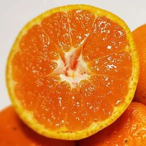 서귀포 노지감귤 10kg 꼬마(2S)