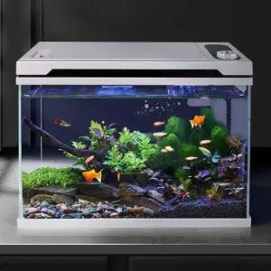 스마트 어항 무환수 구피 세트 수족관 유리 열대어 청소 DY 화이트