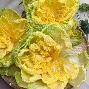 [하라네]해남 베타 봄동 배추 황금배추 겉절이 김치 5kg