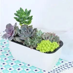 플랜트 사각 자동급수 화분 식물 키우기 저면관수 자동급수화분