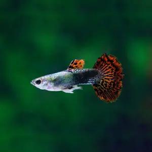 열대어 드레곤 구피 튼튼한 물고기