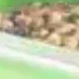 걸이형 앵무새 먹이통 새가 먹이를 흩날리지 않게 하는 다기능 새 목욕통 욕조 새장 액세서리