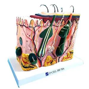피부 조직 구조 모형 침술 피부과 성형외과 해부학