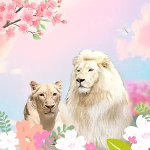 [대구] 네이처파크 설레는 봄 이용권(3/4~)/대구/경북/동물원/테마파크/놀이공원/가볼만한곳/체험