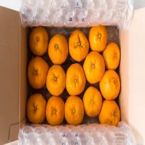 시즌마켓 제주산 윈터프린스 4.5kg / 32-45과 내외 13브릭스