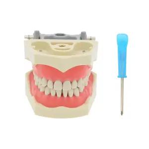 덴탈몰 덴탈 컬럼비아 860 타입 32개 제거 가능한 치아 타이포돈트 검사 복원 모델 M8030 (M8030)