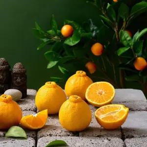 초특가 새콤달콤 제주 노지 가정용 한라봉 10kg 소과 (개당 150g미만)