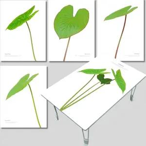 집들이선물추천 원룸 거실 그림 액자 겸용 접이식 좌식 테이블 베스트-칼라디움